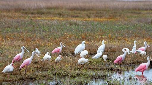 Wading Birds_29406.jpg - Roseate Spoonbills, Great Egrets, Snowy Egrets, White IbisesPhotographed near Port Lavaca, Texas, USA.